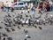 Boy feeds doves on Taksim Square in Istanbul