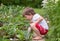 Boy, gathering fresh strawberries