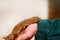 Boy with gecko. Man holds in hands reptile gecko. Common leopard reptile gecko pets. Exotic tropical cold-blooded animals, zoo.