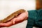 Boy with gecko. Man holds in hands reptile gecko. Common leopard reptile gecko pets. Exotic tropical cold-blooded animals, zoo.