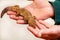 Boy with gecko. Man holds in hands reptile gecko. Common leopard reptile gecko pets. Exotic tropical cold-blooded animals, zoo.