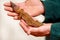 Boy with gecko. Man holds in hands reptile gecko. Common leopard reptile gecko pets. Exotic tropical cold-blooded animals, zoo.