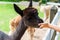 Boy hand feeding an alpaca at a farm zoo in a summer day.kid feeding big lama on an animal farm