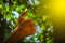 Boy hand with thumb upwards on Heart Bokeh nature background. Showing Positive thumbs up Bokeh background - closeup shot