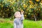 Boy harvest of mandarin orange on fruit farm