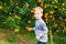 Boy harvest of mandarin orange on fruit farm