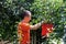 Boy harvesting sour cherries