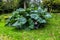 A boy hiding under large leaves of Gunnera Manicata in Benmore Botanic Garden, Scotland