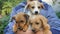 boy holding three cute puppies in his arms