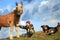 Boy, horse and dogs