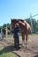 boy hugs horse on farm child and animal friends