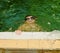 Boy in the indoor public pool. Child with swimmng goggle dives.