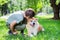 Boy with Japanese dog Akita inu in the park