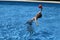 Boy in jump catches a ball playing in the pool