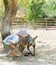 Boy and kangaroo in zoo