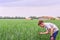 The boy is leaning over holding green wheat with his hands, the future agronomist is studying agriculture for doing business in