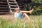 Boy lies near old barn in the garden