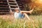 Boy lies near old barn in the garden