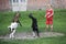 BOY LOOKING AT FIGHTING GOATS, CERZA ZOOLOGICAL PARK IN NORMANDY