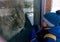 Boy looking through the glass at lion in winter zoo