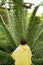 Boy Looking At Large Fern In Forest