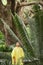 Boy Looking At Large Fern In Forest