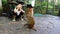 Boy looking at wild monkey in China