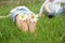 Boy lying on green grass outdoors in park. Happy summer feet.