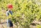 Boy (male) collects (picks) blueberries (bilberries) from the bush.Harvesting time.