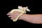 Boy and male hand with snake. Man holds Boa constrictor albino snake in hand. Exotic tropical cold blooded reptile of animal, zoo