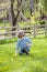 Boy outside picking flowers