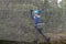 Boy overcoming mesh obstacle in rope adventure park