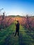 Boy photographing the flowering in the peach fields at sunset.