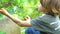 Boy picking berries gooseberry. Child eat berries. Summer time. Harvesting a freshly healthy crop