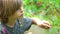 Boy picking berries gooseberry. Child eat berries. Summer time. Harvesting a freshly healthy crop