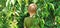 The boy pisses in the bushes. A child in a green T-shirt on a background of green bushes. Directing urination in a public place.