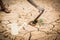 Boy planting little green tree on crack dry ground