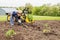 Boy planting tomatoes toy tractor