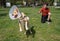 Boy playing with angry golden retriever at park  wearing cone collar  after surgery