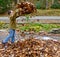 Boy playing with autumn leaves