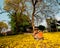 Boy playing guitar under Trunk Golden Tree