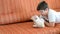 Boy is playing with a kitten lying on red couch