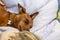 Boy playing observing sleeping Miniature pinscher dog