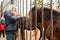 Boy playing with ponies