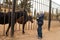 Boy playing with ponies