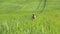 Boy playing with a toy gun in the green grass on the field