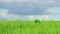 Boy playing war in the wheat growing in the green field on sky background