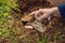 The boy plays recycling. He buries plastic disposable dishes and biodegradable dishes. After a few months, he dug up the