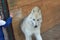 Boy plays with wolf leader through glass