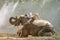 Boy primary school student In the countryside of Thailand Lying down reading a book on the back of an elephant,Surin,Thailand